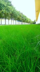 宝坻区第一污水处理厂绿