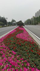 天津中新生态城隔离带花